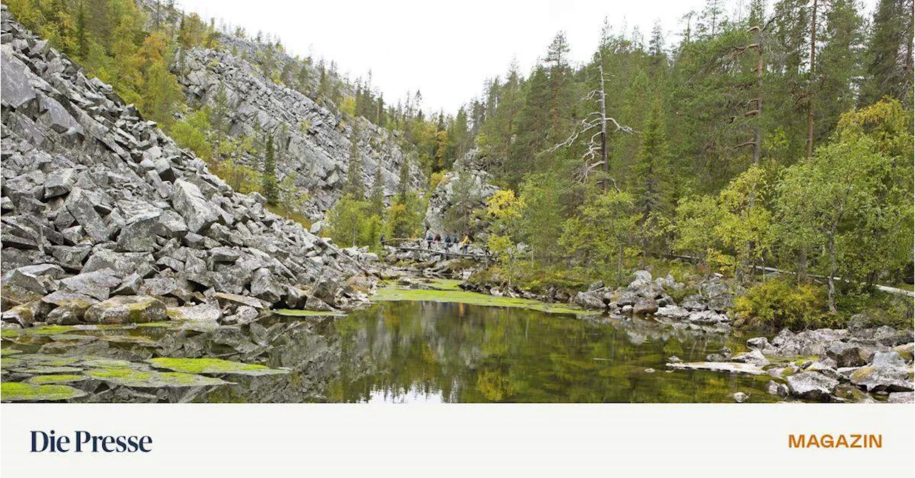 Spätsommer in Lappland: Was Elchschilder sagen und Birkenrinde kann