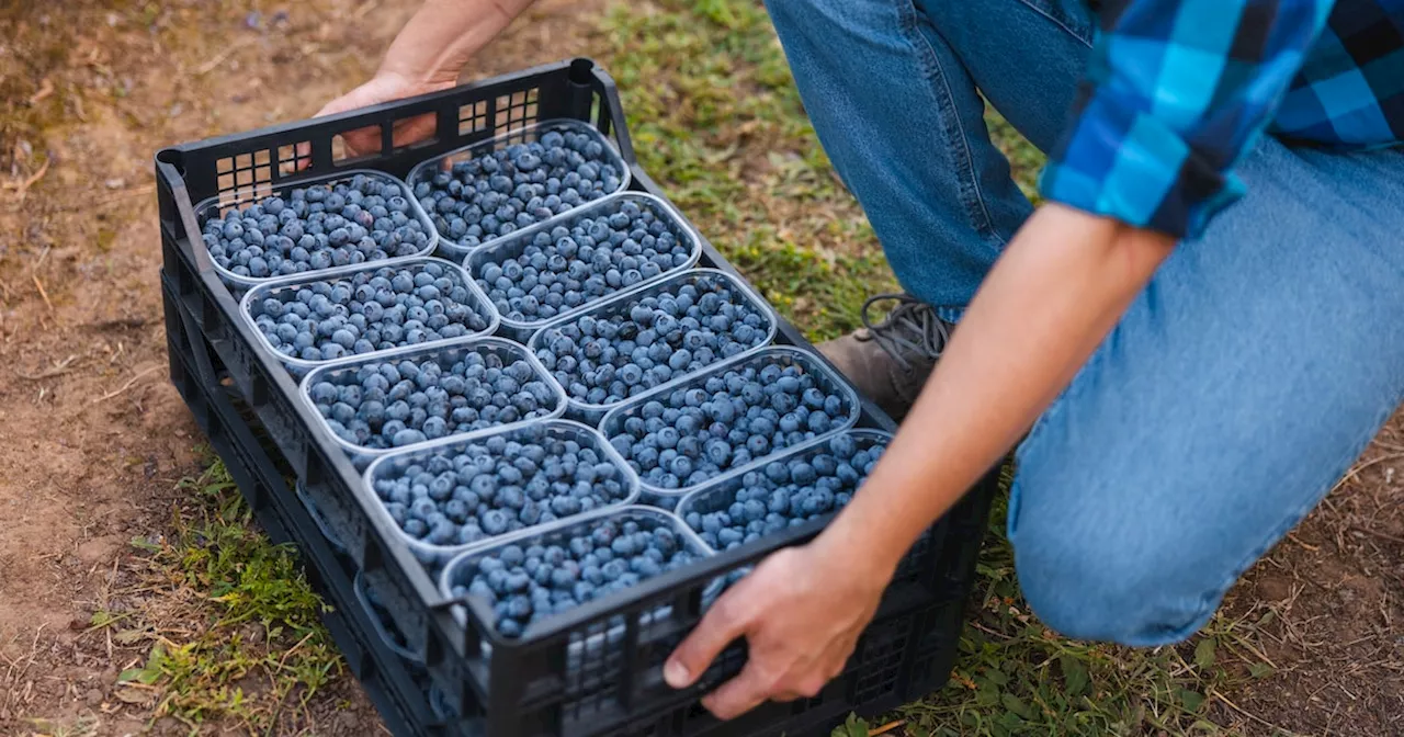 Dreister Dieb stiehlt kiloweise Heidelbeeren und Überwachungskamera