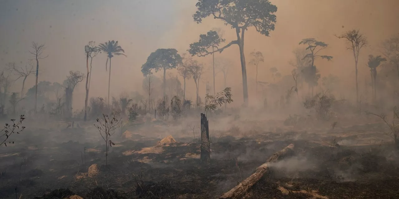 Schwere Brände im Südosten Brasiliens - Tausende Helfer im Einsatz