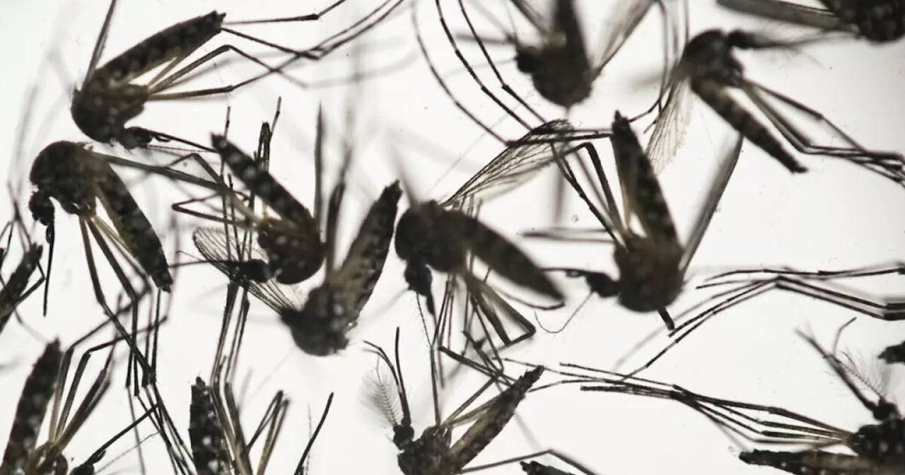 First human case of West Nile Virus detected in Utah County