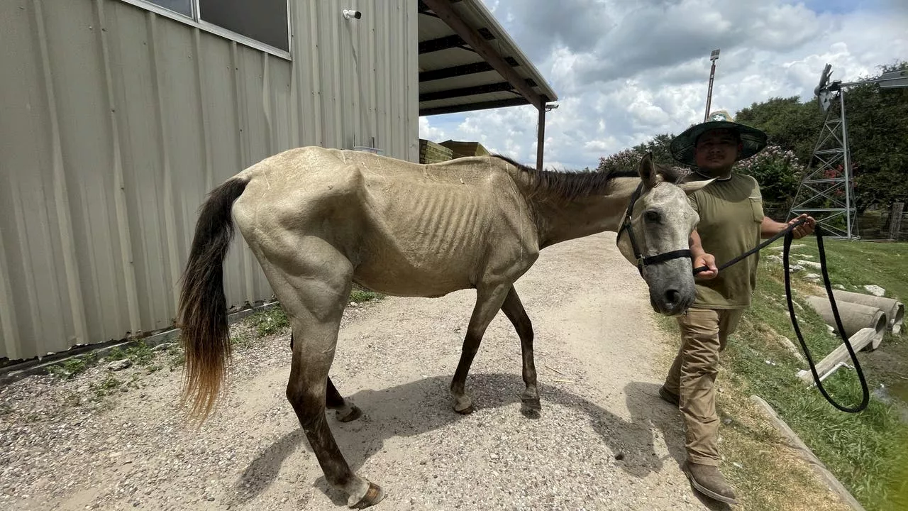 Fort Bend County and Houston Humane Society join forces to rescue three horses