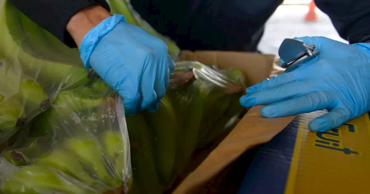 Police took three days to search tonne of cocaine 'hidden in banana boxes destined for Glasgow'