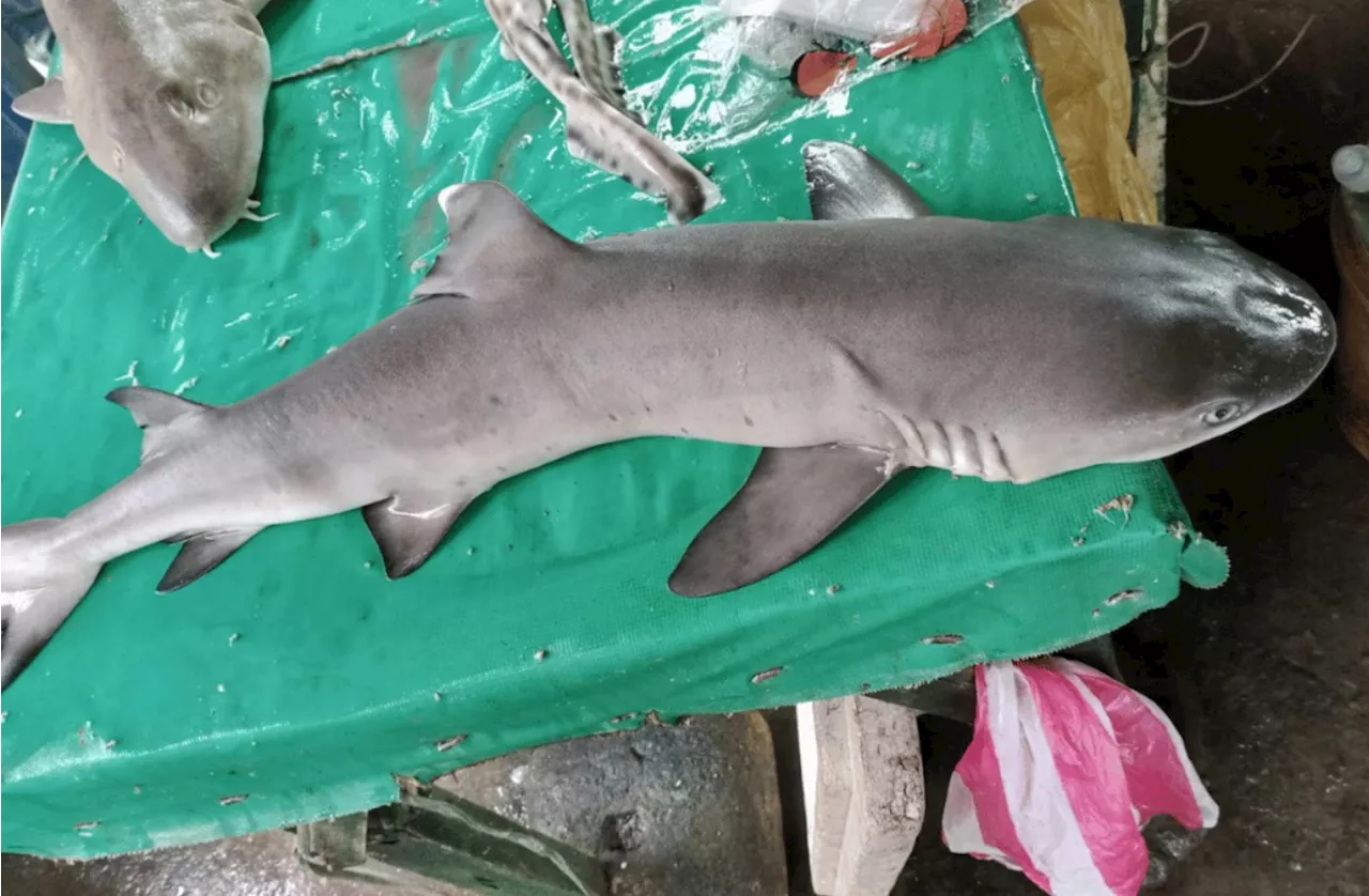 BFAR keeps eye on Bicol markets after shark found sold in Sorsogon