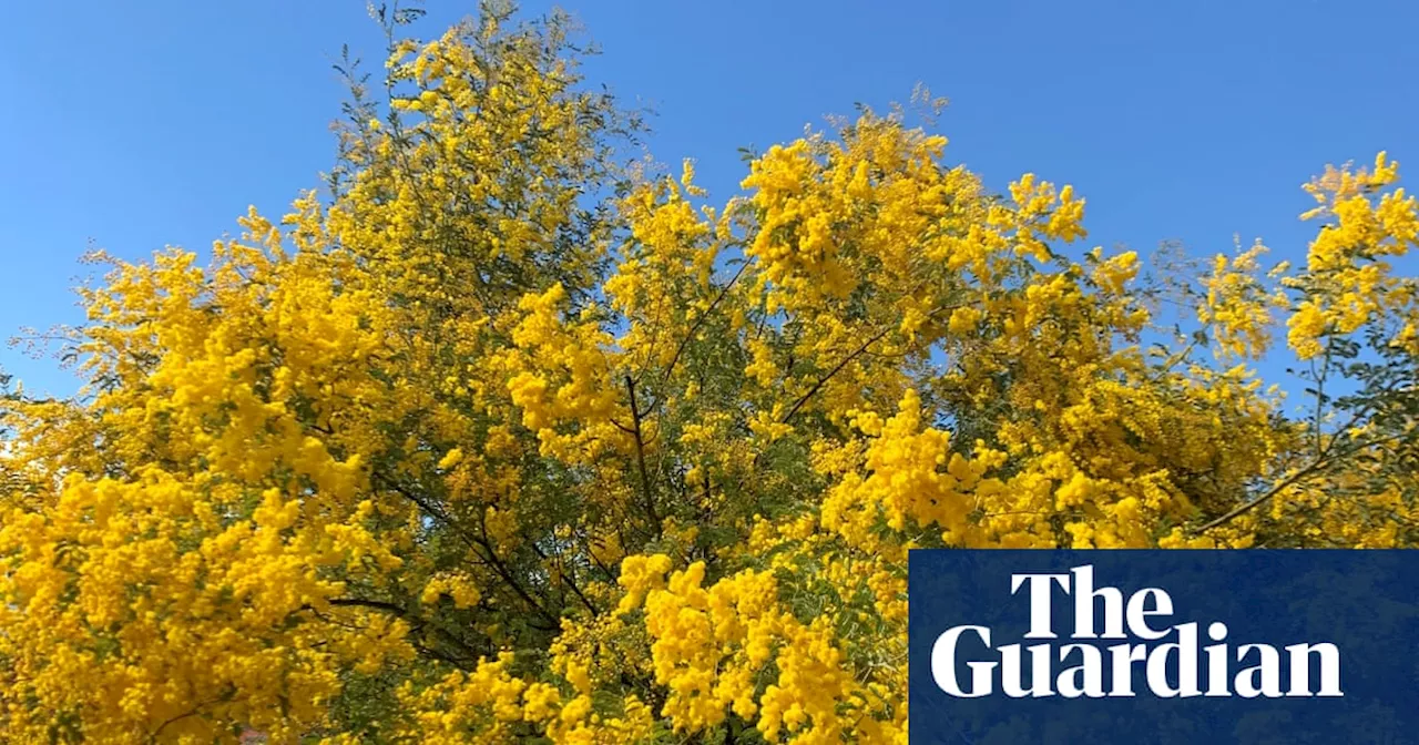 Australia’s early spring brings budding flowers, chirping birds