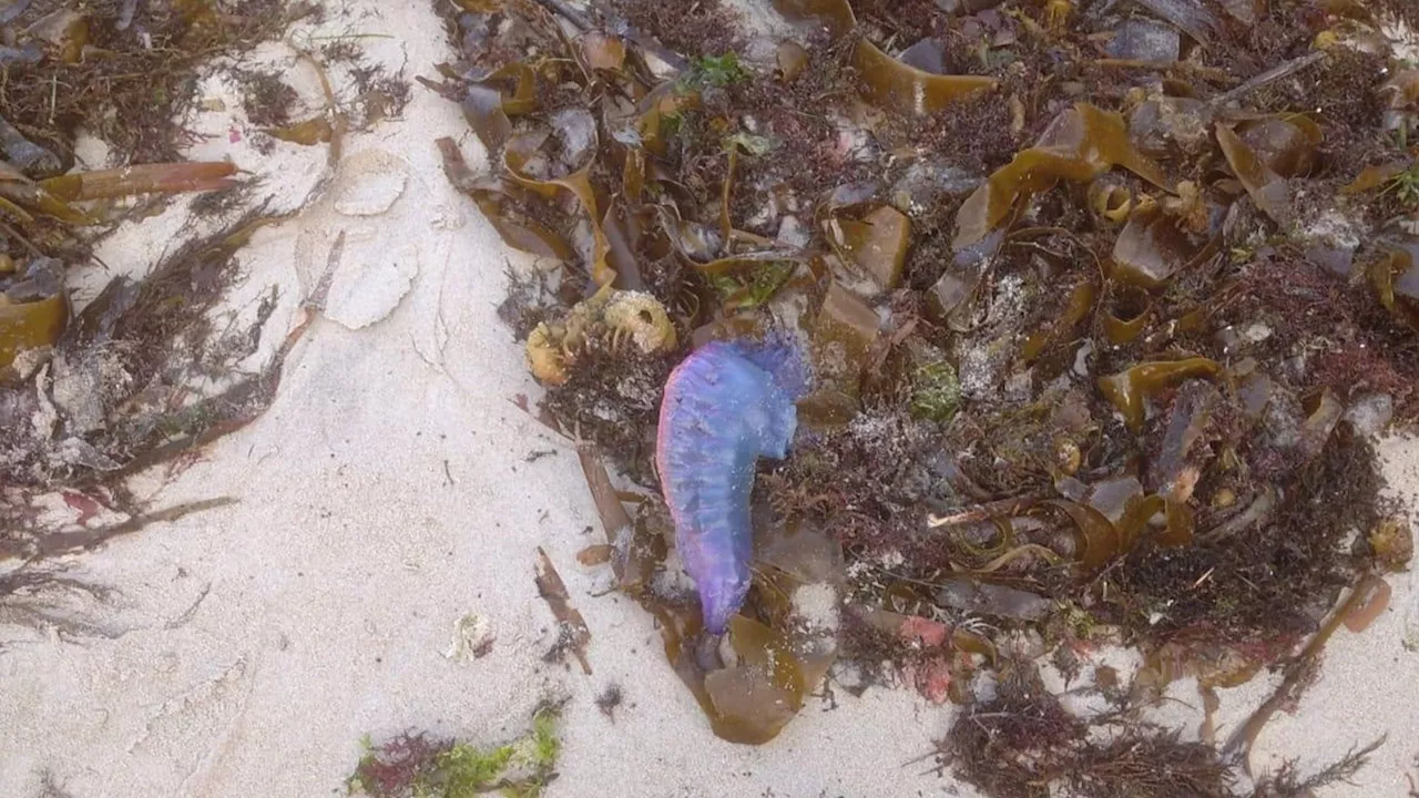 Retiradas varias decenas de carabelas portuguesas en las playas de Oleiros, A Coruña