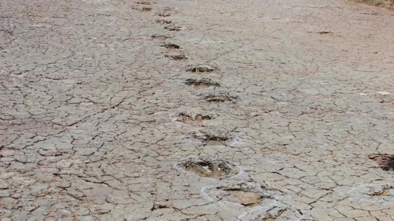 Lost world found: Identical dino tracks found on opposite side of Atlantic Ocean