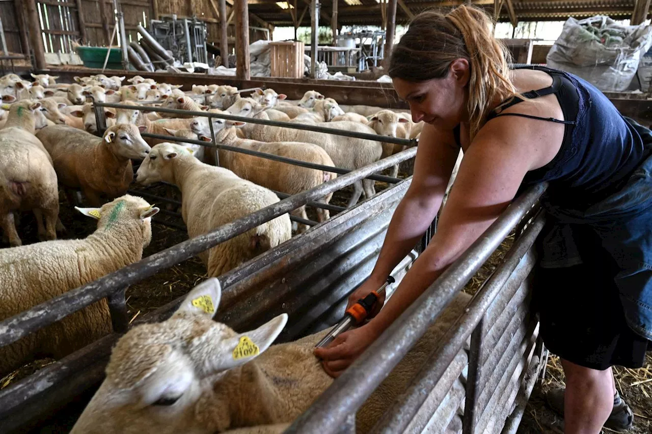 Fièvre catarrhale ovine : l’inexorable flambée des cas inquiète les éleveurs