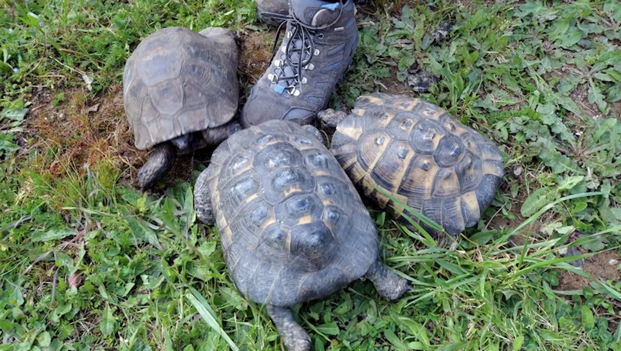 Trafic d’animaux, euthanasie, crise sanitaire : révélations sur le refuge de tortues suspecté d’avoir propagé