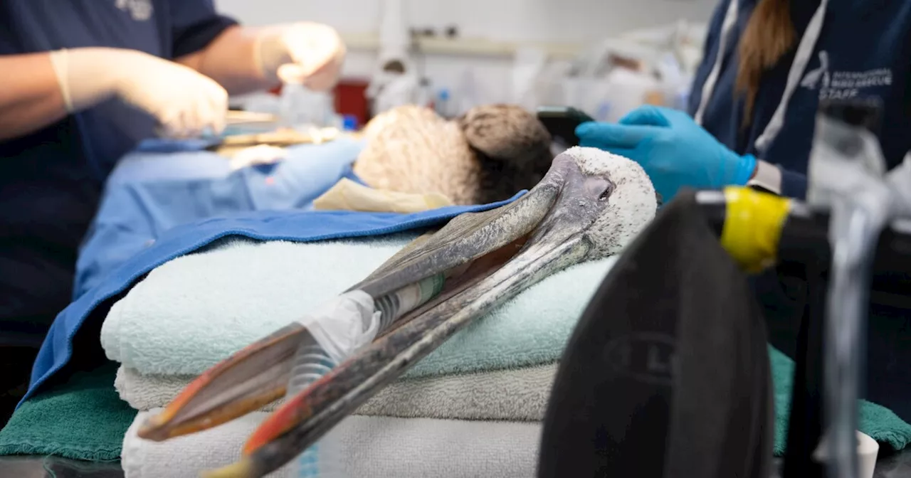 Biologists are puzzled over the brown pelican die-off. Here's how you can help