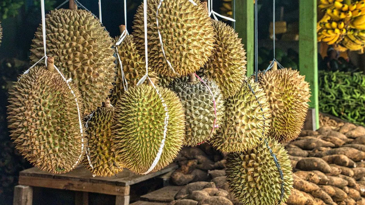 Apakah Ibu Hamil Boleh Makan Durian? Mitos vs Fakta yang Diungkap Ahli