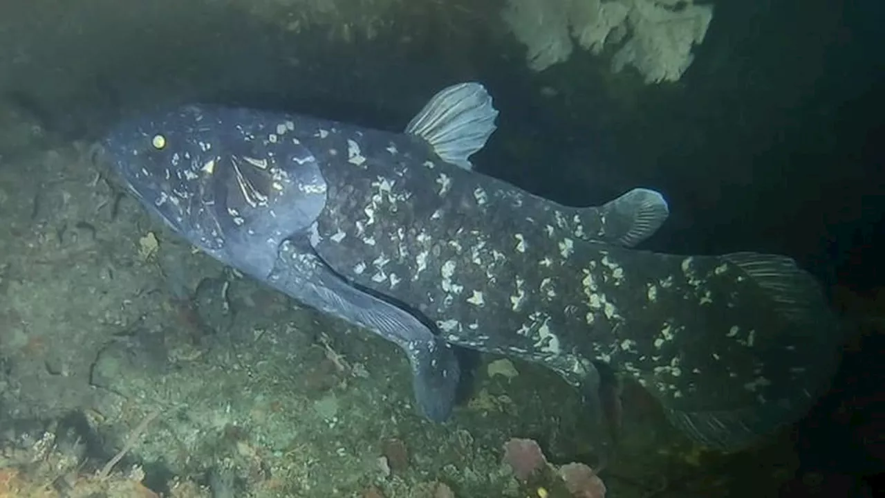 Mengenal Coelacanth, Ikan Purba Langka yang Masih Hidup di Perairan Indonesia