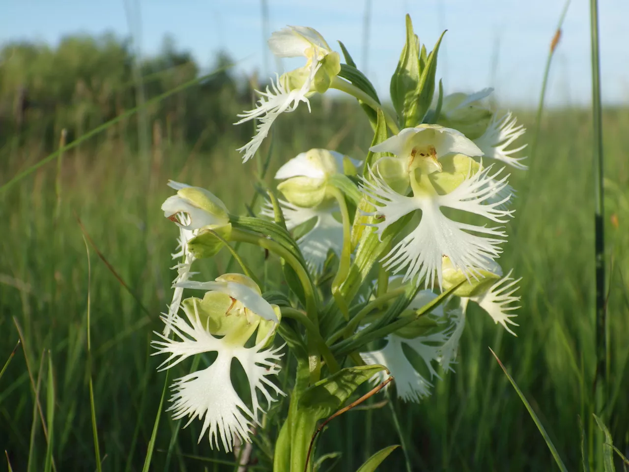 A rare orchid survives on a few tracts of prairie, researchers want to learn its secrets