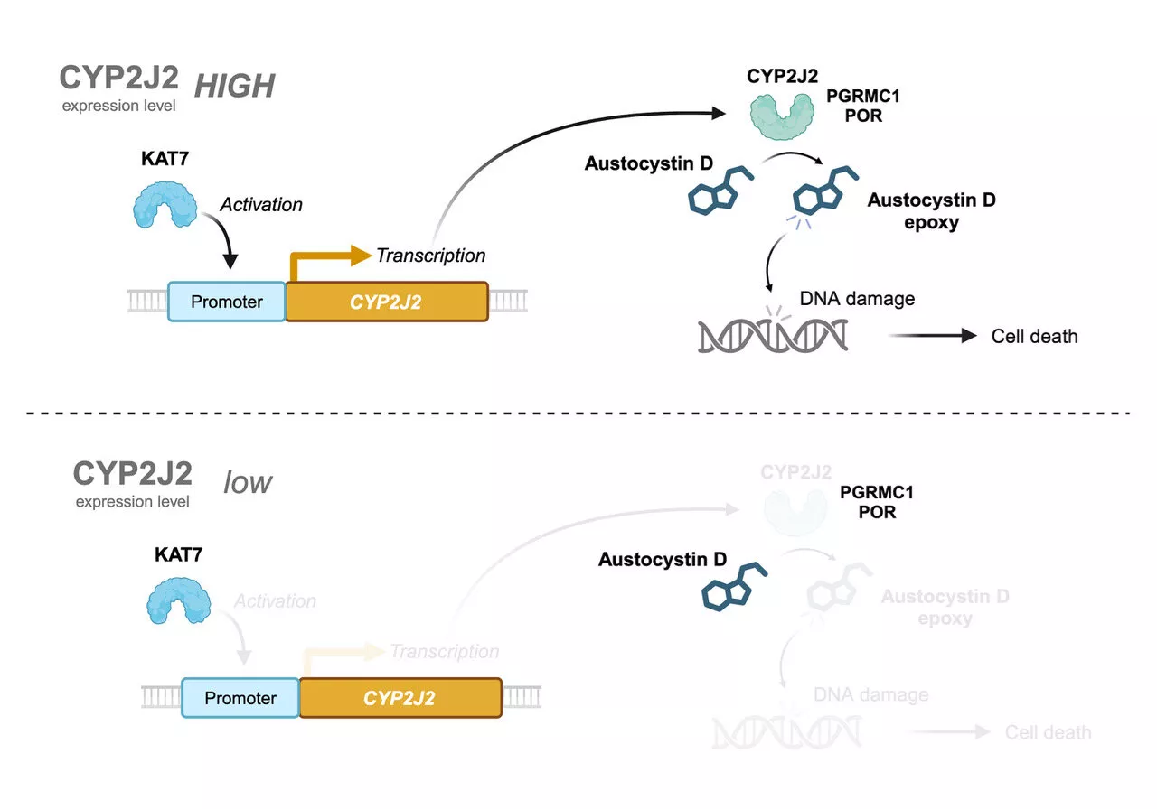 Cancer research explores role of cytochrome oxygenases in augmenting austocystin D-mediated cytotoxicity