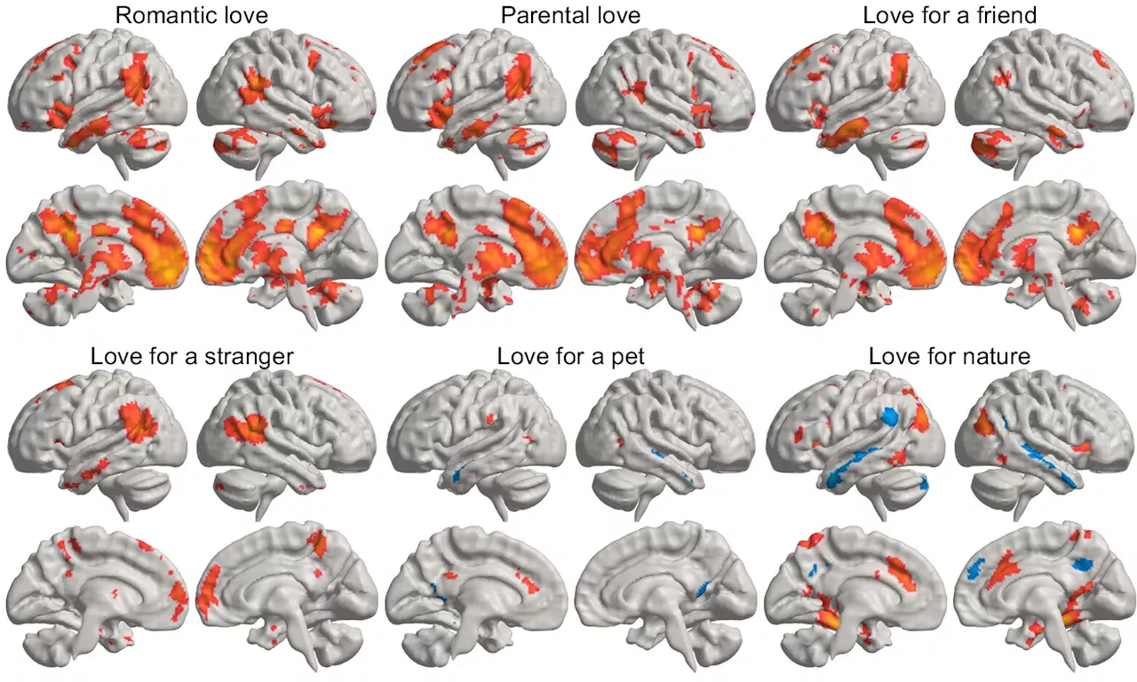 Finding love: Study reveals where love lives in the brain