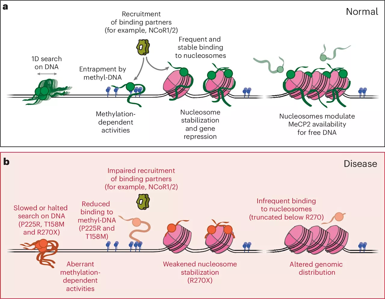 New insight into the protein mutations that cause Rett syndrome