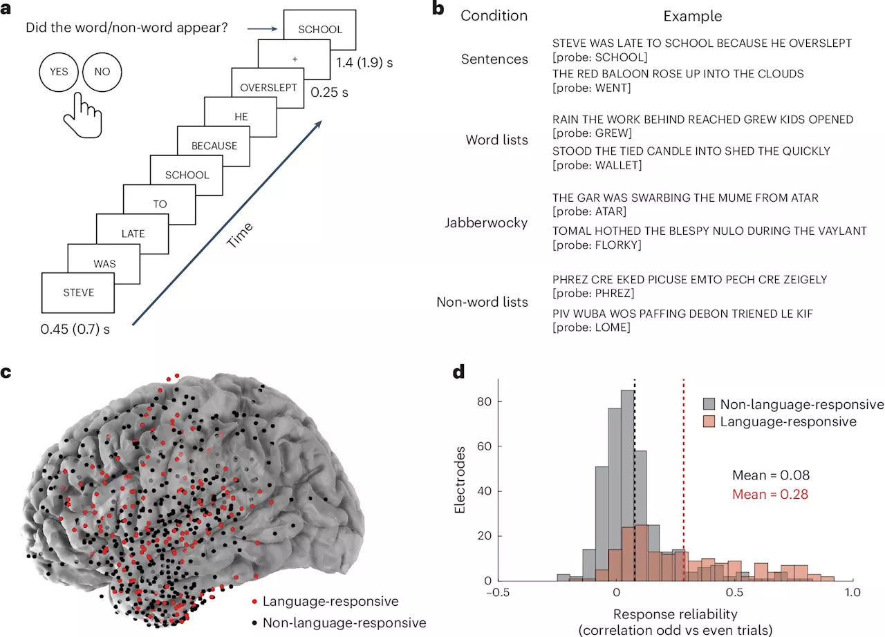 Scientists find neurons that process language on different timescales