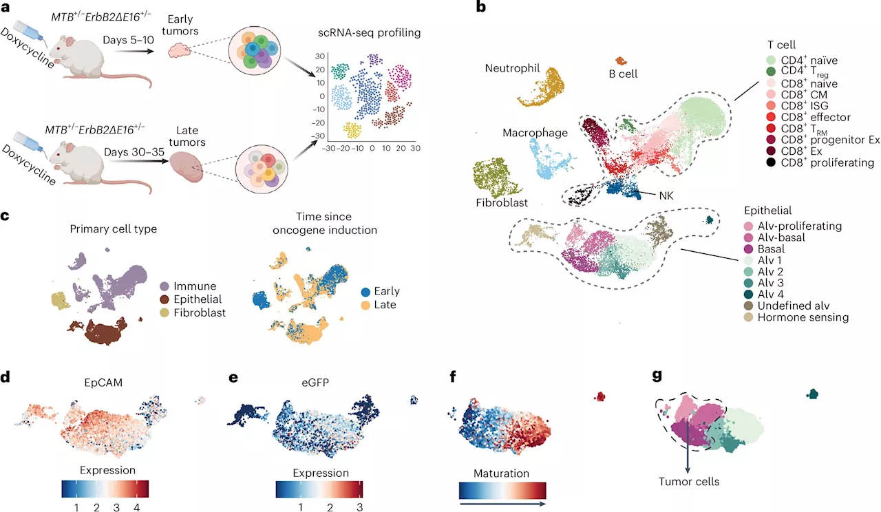 Study reveals how cancer outsmarts immunity—and how to potentially turn the tables