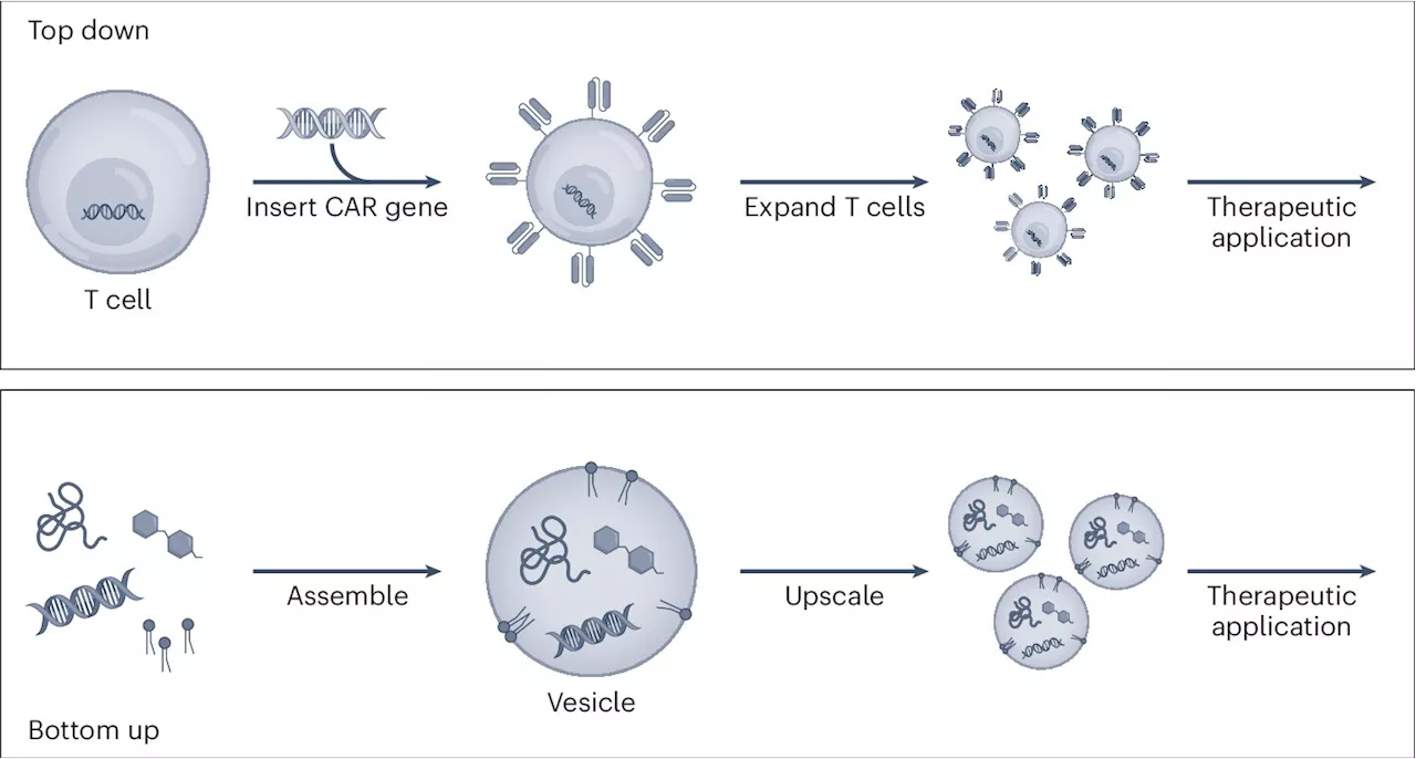 Synthetic immunology: Approaching a turning point in the treatment and prevention of disease