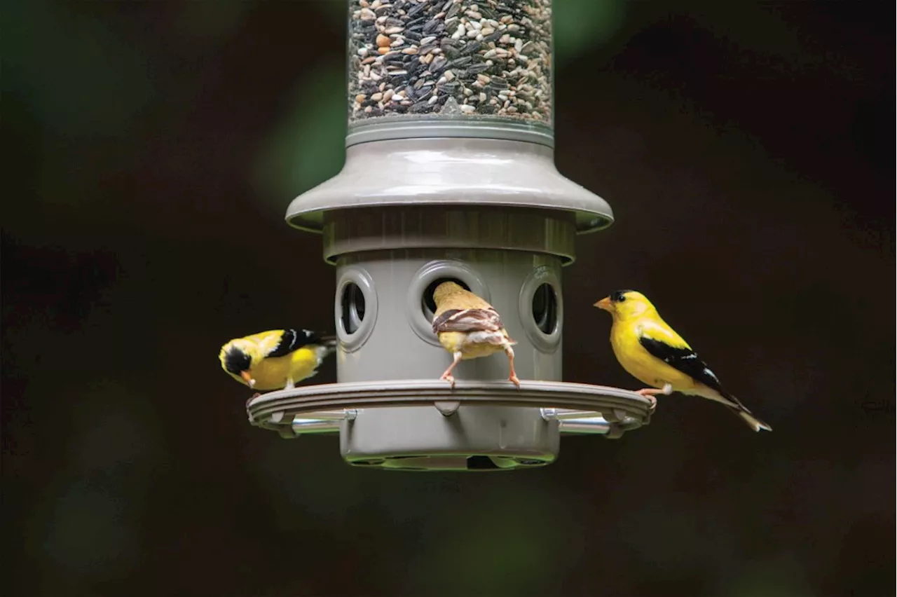 How to feed birds without attracting squirrels | United States | Head