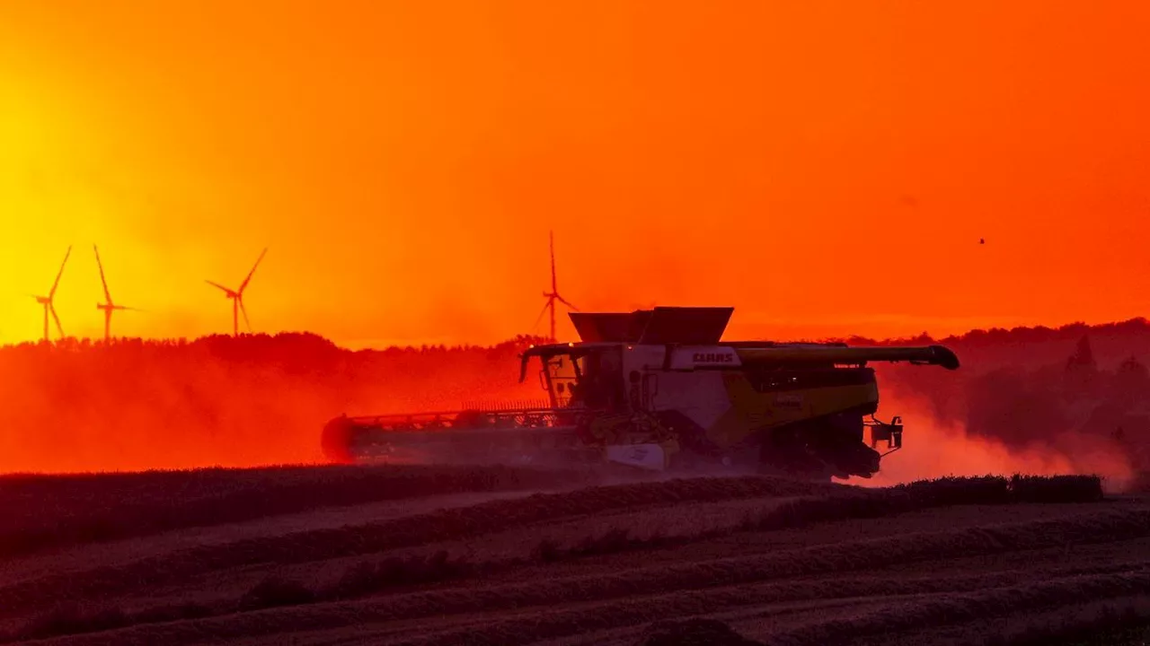 Sachsen-Anhalt: Ernteschätzung: Weniger Getreide und Winterraps