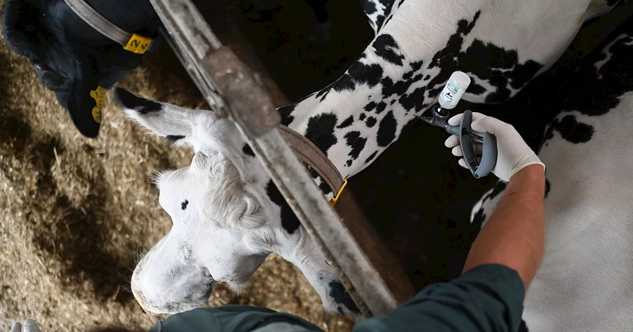 Mehr als die Hälfte der Fälle von Blauzungenkrankheit sind in NRW