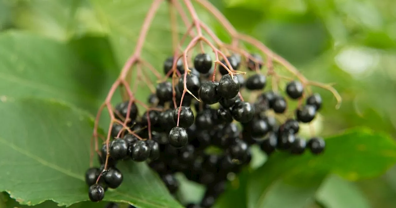 Schwarze Holunderbeeren - bitte einmal aufkochen