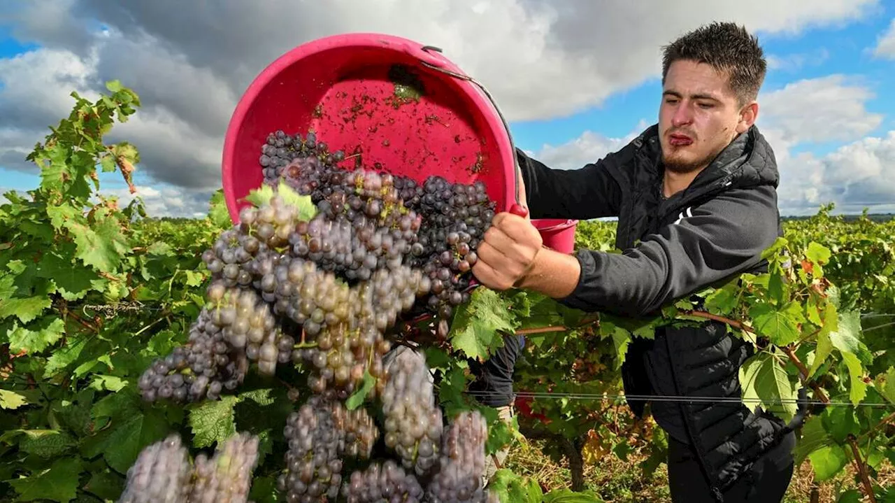 Viticulture : pas de vendanges précoces en août mais autour du 15 septembre en Maine-et-Loire