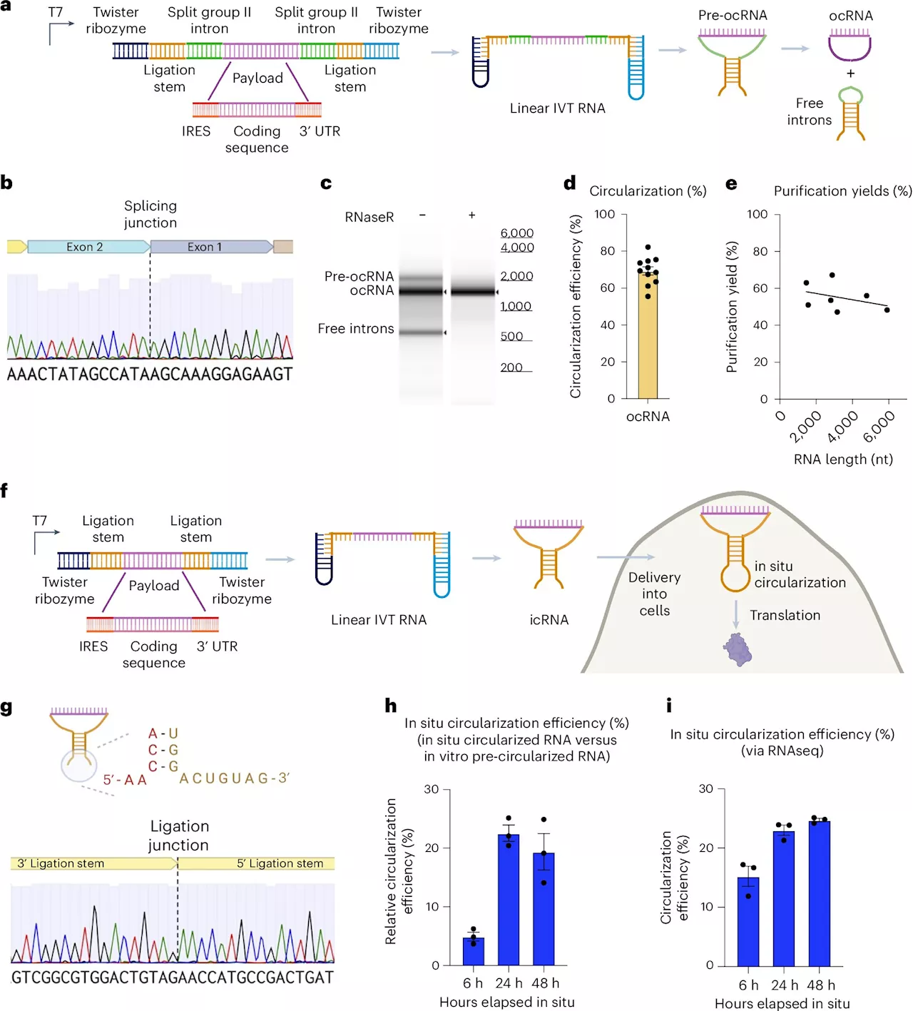 Closing the RNA loop holds promise for more stable, effective RNA therapies