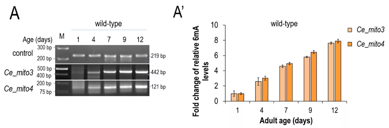 Discovery of a hidden epigenetic clock in mitochondria reveals a 'lifespan limit line'