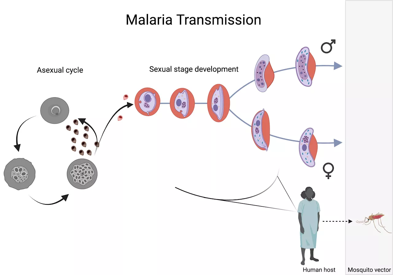 Mapping the sex life of malaria parasites at single cell resolution reveals genetics underlying transmission