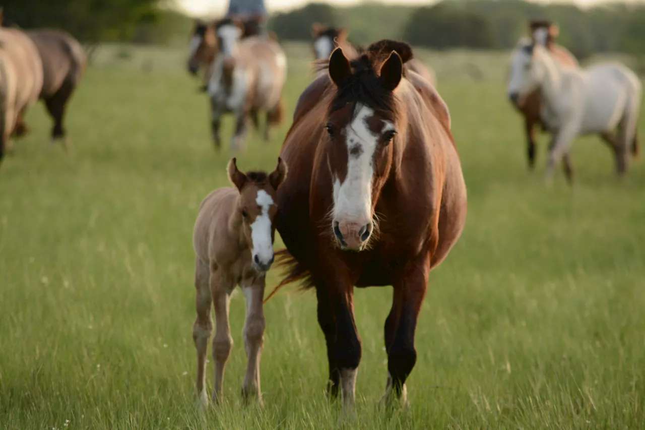 Researchers investigate cell-free DNA as early sepsis marker in foals