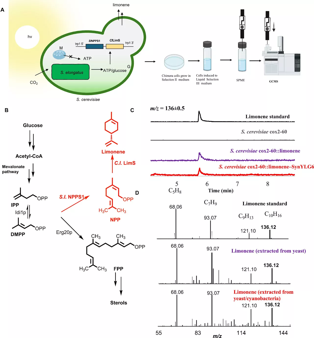 Scientists use evolution to bioengineer new pathways to sustainable energy and pharmaceuticals