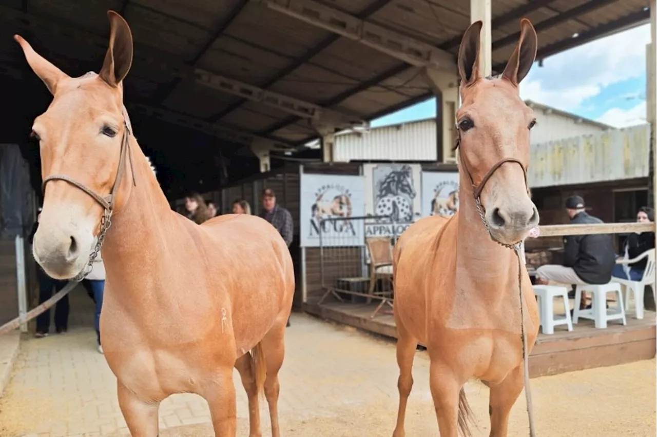 Muares e ovinos Dohne Merino estreiam na 47ª Expointer