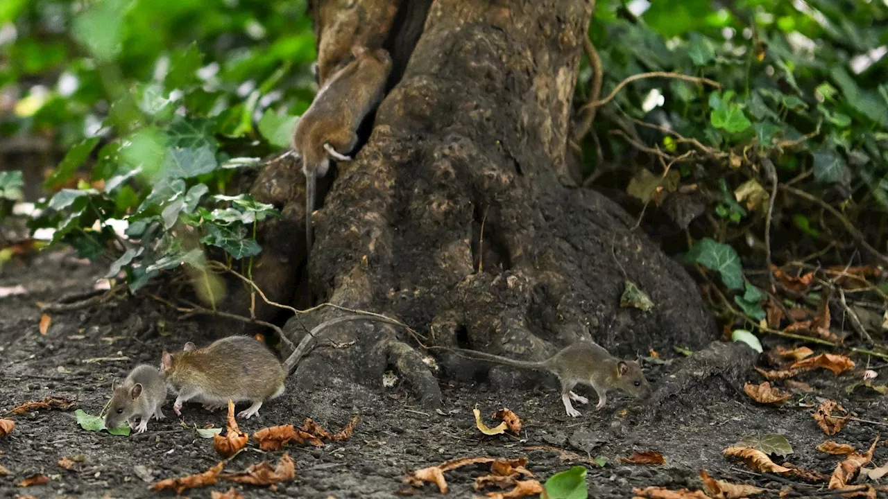 Schaerbeek : la prolifération des rats dans le Parc Josaphat inquiète les promeneurs