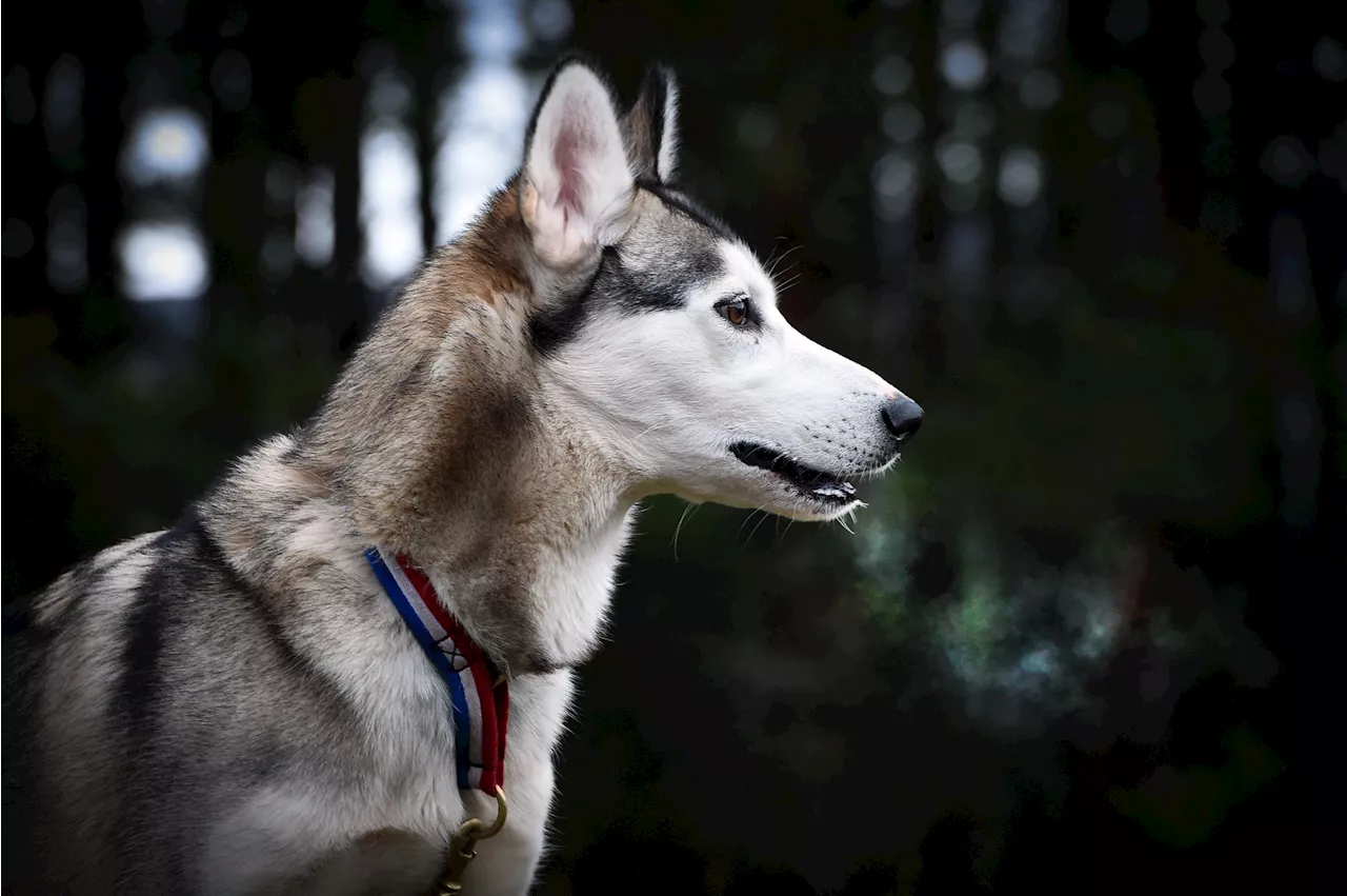 Ain : un nourrisson meurt après avoir été mordu par le chien de sa grand-mère