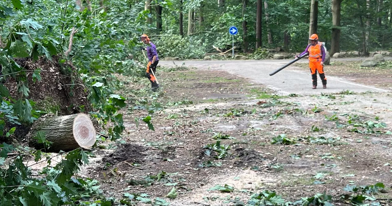 Staatsbosbeheer vordert gestaag met opruimen omgewaaide bomen