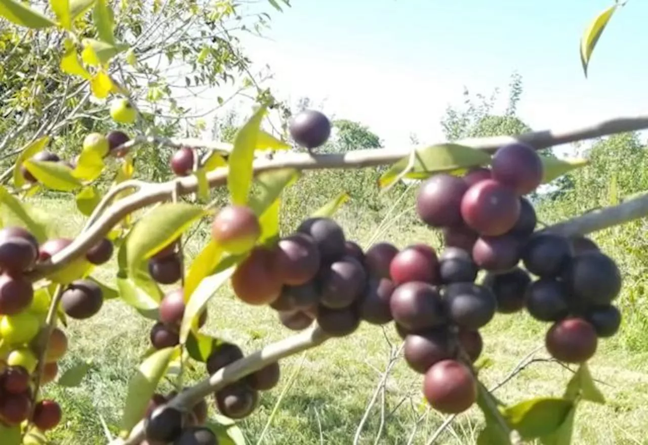 Conheça o camu camu, fruta típica da Amazônia com benefícios à saúde