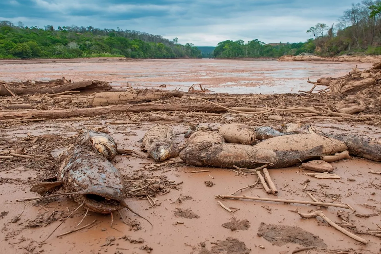 Eight Years Later: Unveiling the Unresolved Devastation of Brazil’s Worst Environmental Disaster