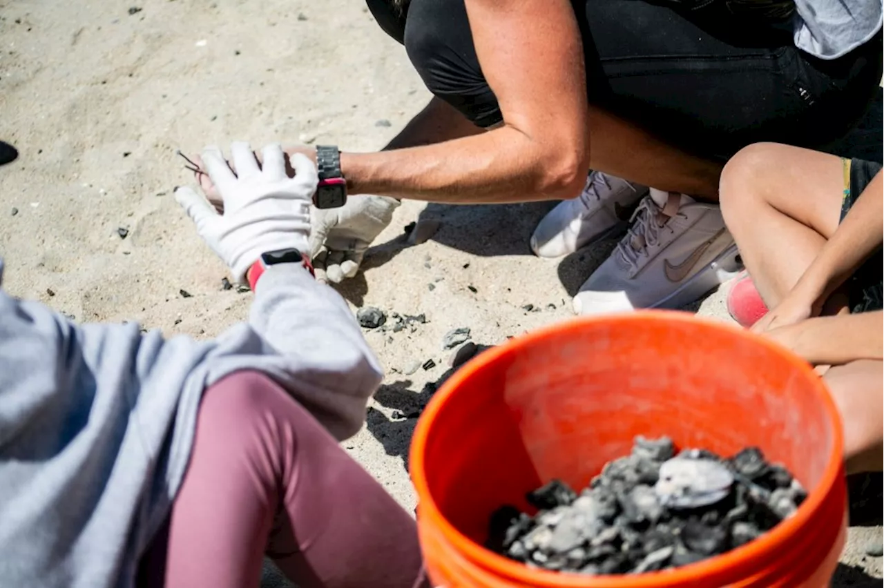 Nonprofit hosts beach cleanup where protecting wild animals is the focus