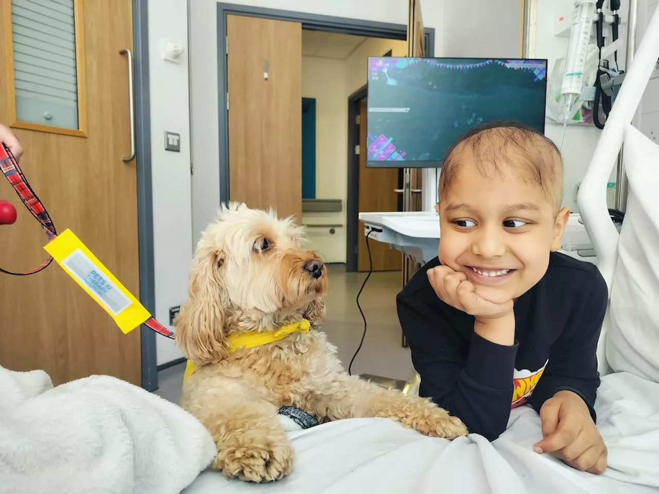 Lottie the therapy dog leads improvements in Shropshire hospital trust's children's services