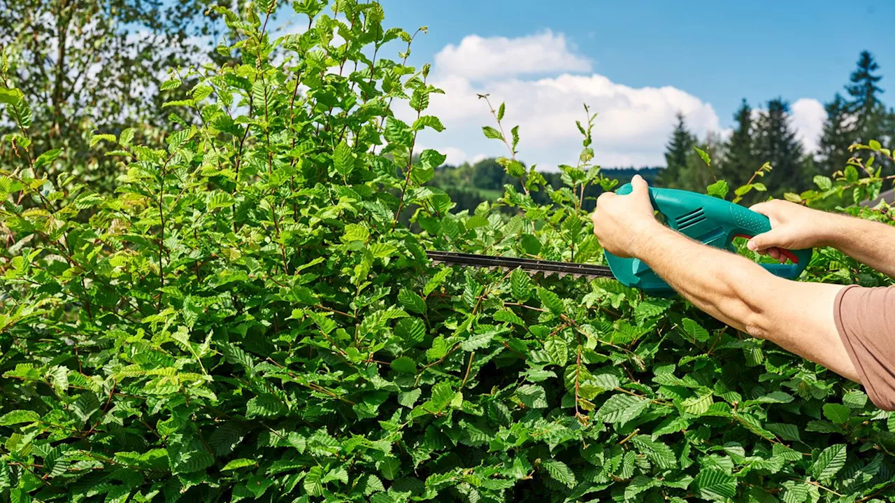 Gartenarbeit im September: Diese Arbeiten fallen jetzt an