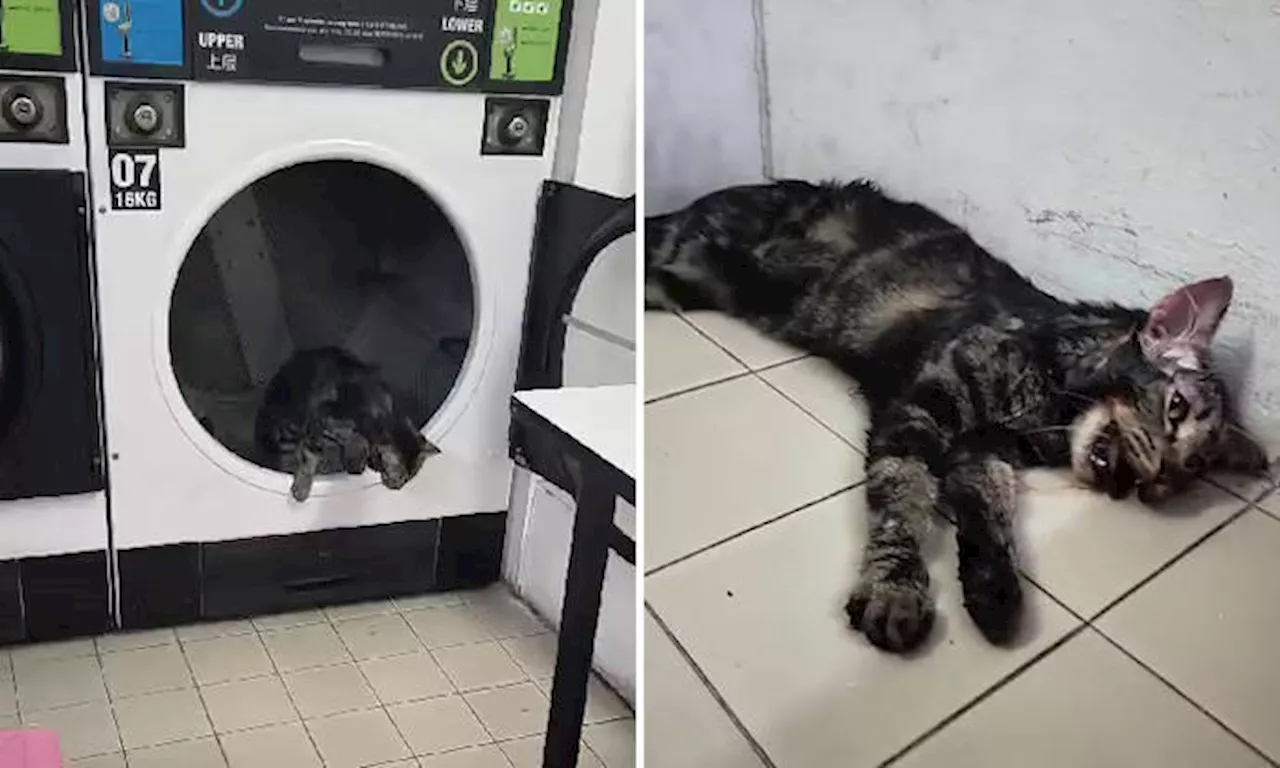 Cat bruised after getting trapped and 'tumbling around' in dryer at Toa Payoh launderette