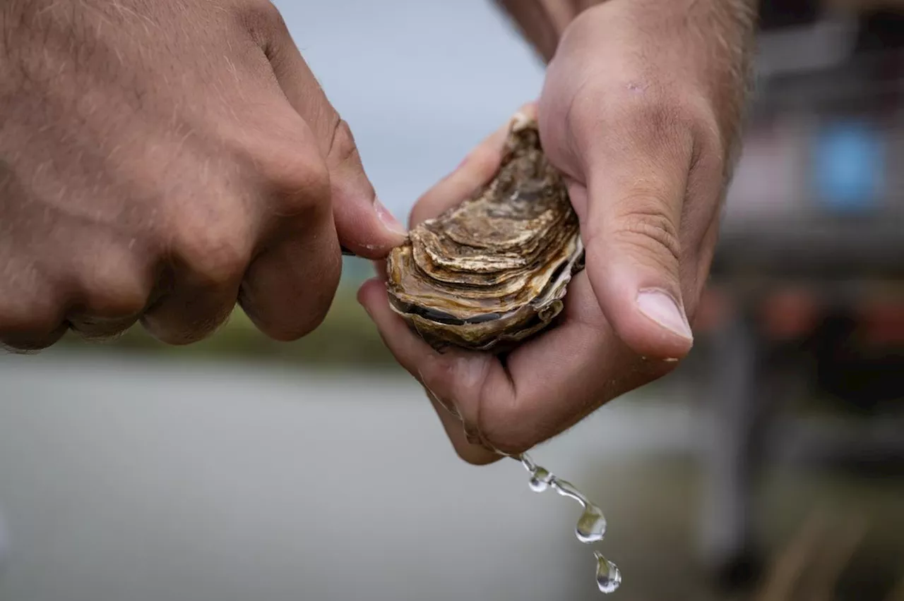 Charente-Maritime: Tous les secrets pour bien ouvrir les huîtres