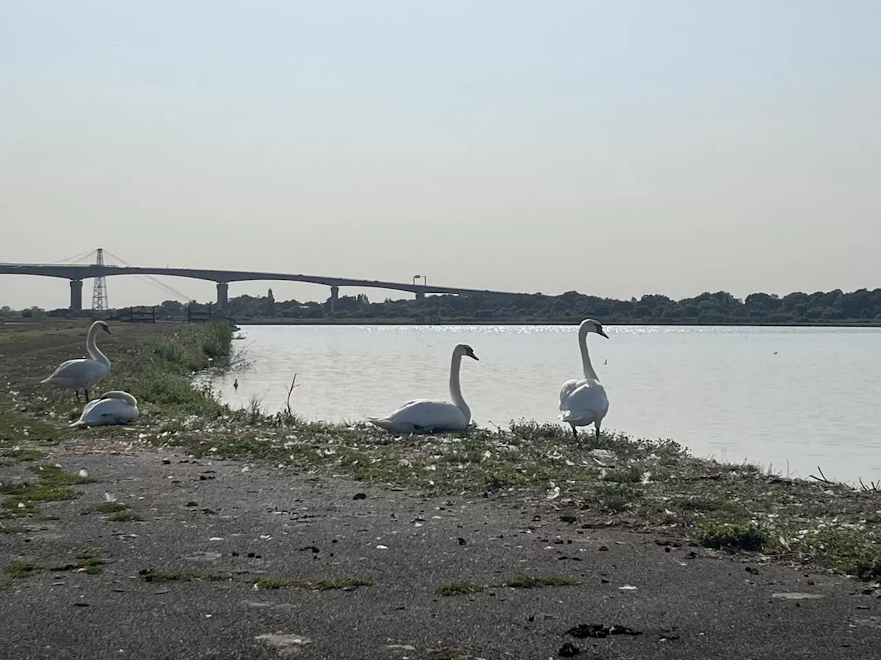 Rochefort : la station de lagunage, un petit paradis pour 160 espèces d’oiseaux