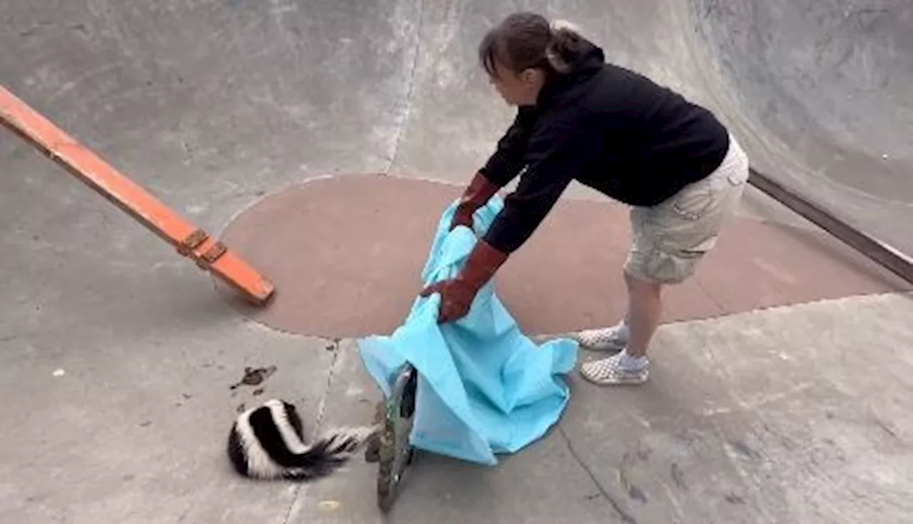 VIDEO: Brave rescuer gets skunk out of a dilemma