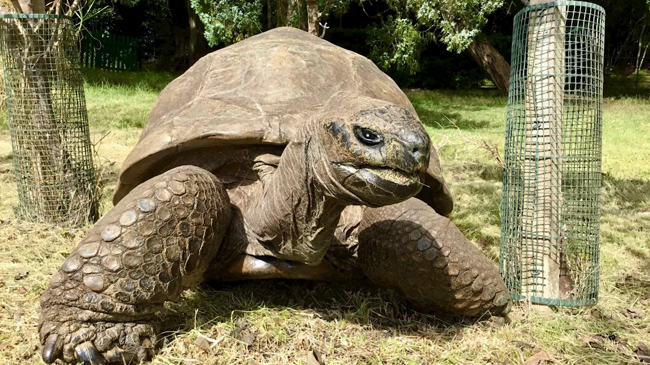 Meet oldest living animal to walk the earth – Jonathan the tortoise who met late Queen & lived through 40 U...