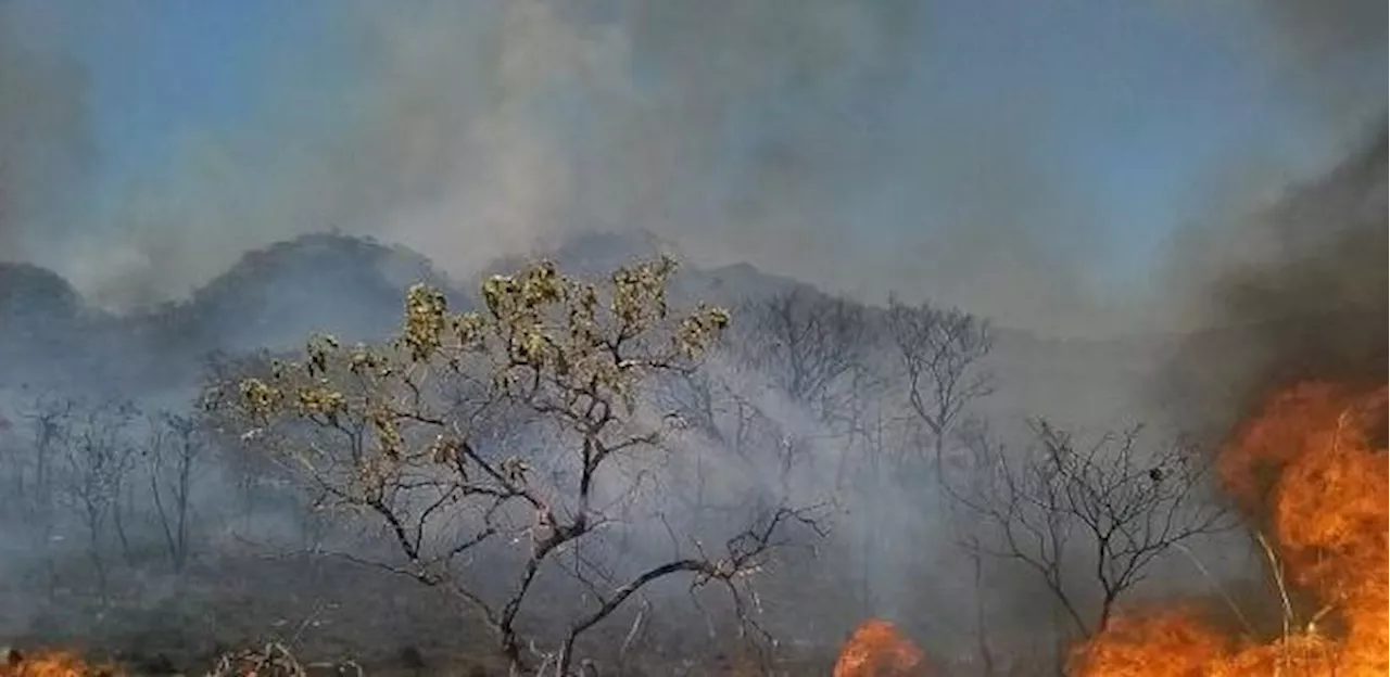 Nobre: Fogo em SP parece ser criminoso; não há registro de causa natural