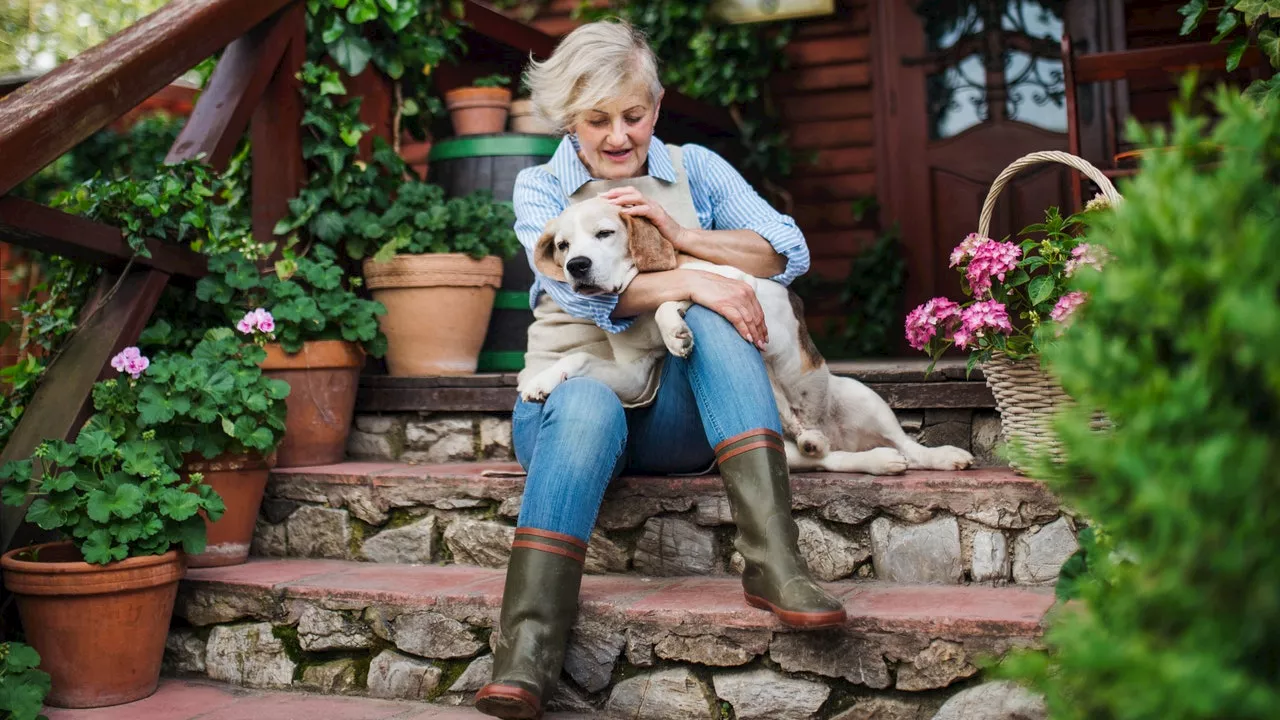 Chi possiede un cane dopo i 50 anni invecchia più lentamente e conserva le capacità cognitive più a lungo