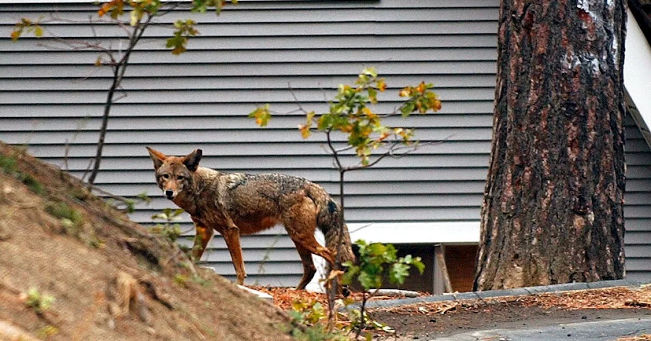 How to keep your furry friends safe from coyotes