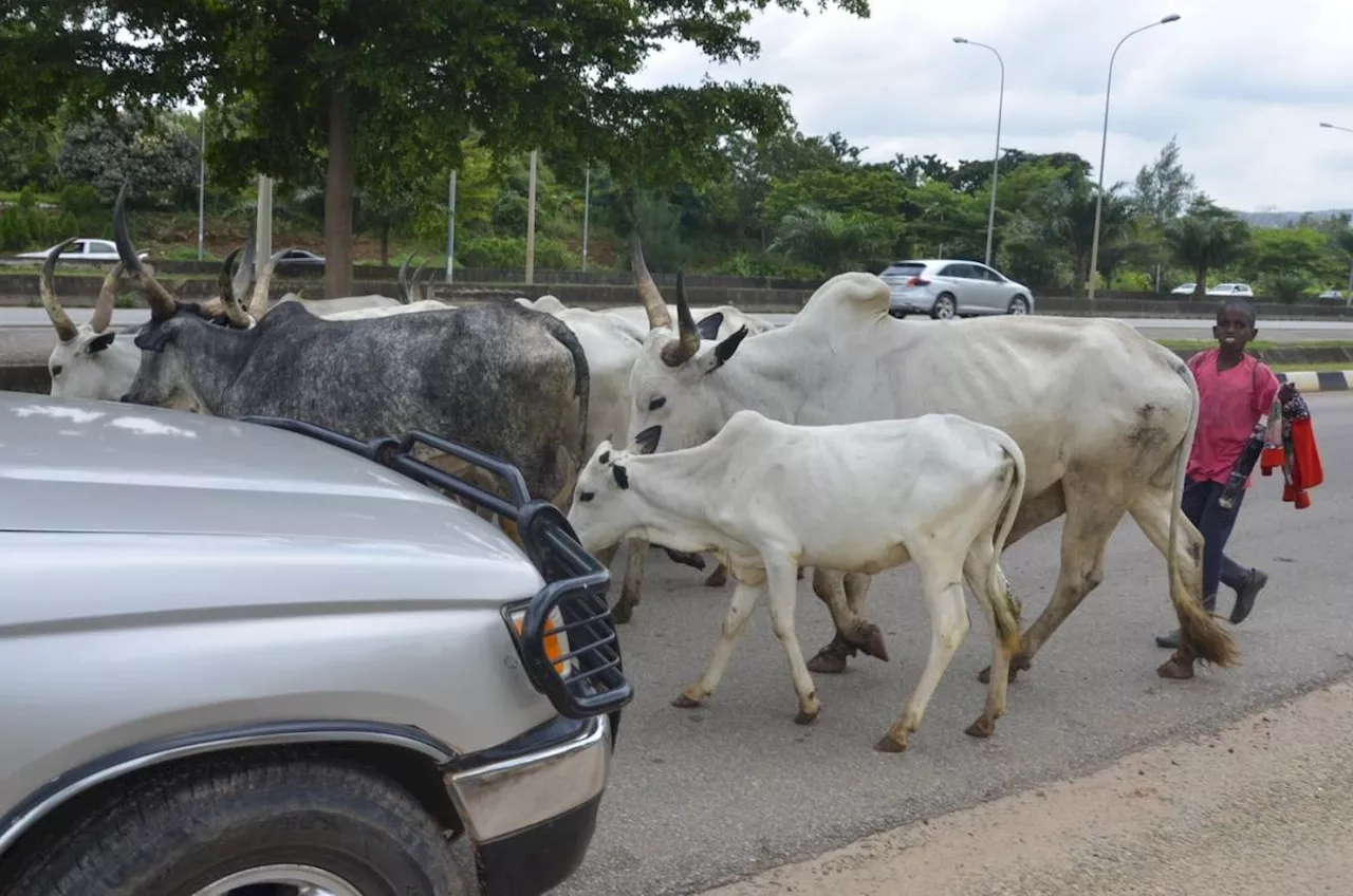 Cows obstruct Nigeria's capital as climate change and development leave herders with nowhere to go